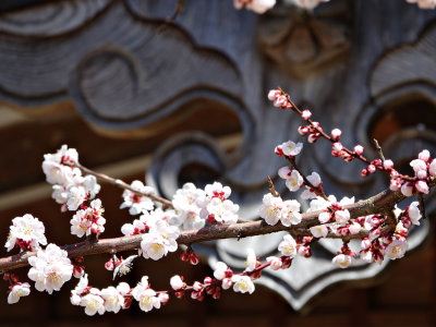 Cerisier en fleur de la région de Gifu pris pendant un voyage au Japon