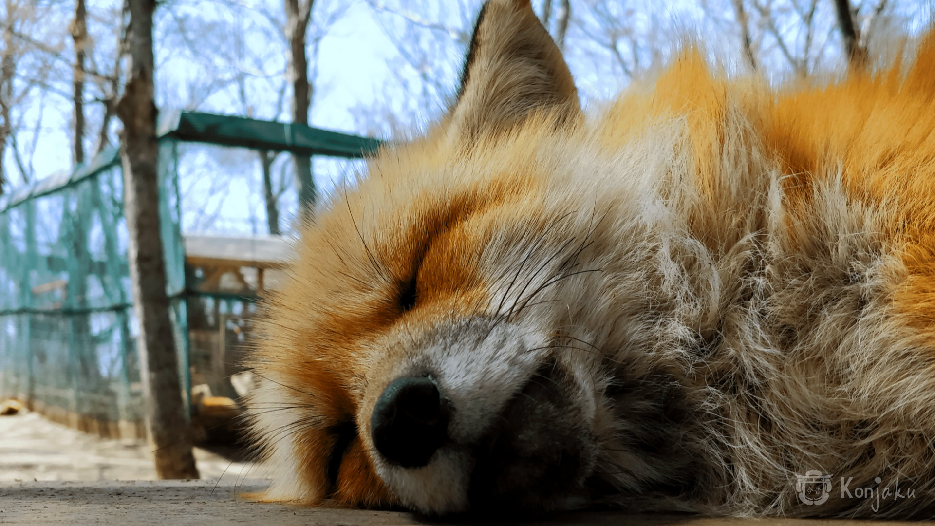 Renard qui dort paisiblement dans le sanctuaire du Zao Kitsune Mura, le village des renards, photographié lors du Konjakuryoko de 2019